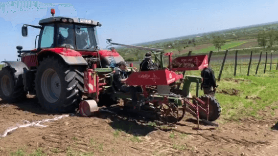 Telepítjük a szőlőt