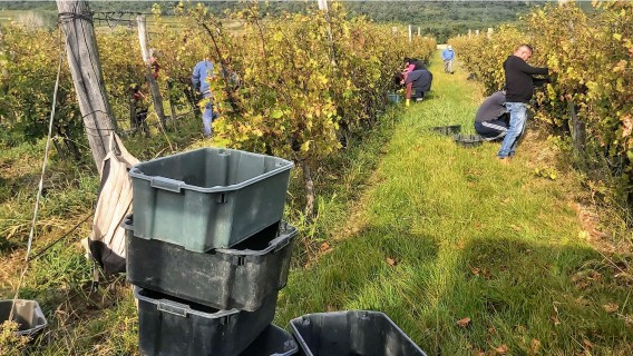 Befejeztük a szüretet