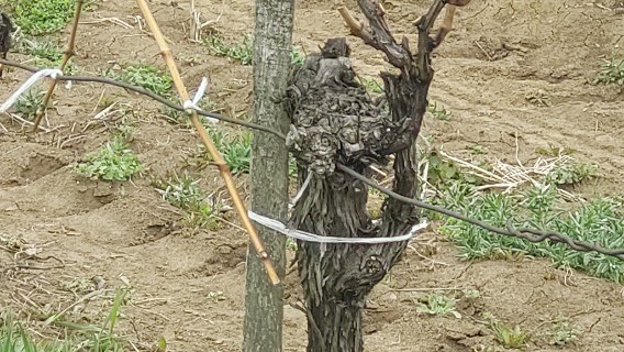 35 éves szőlőtőke