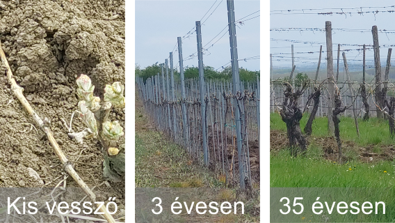 A hálás szőlő